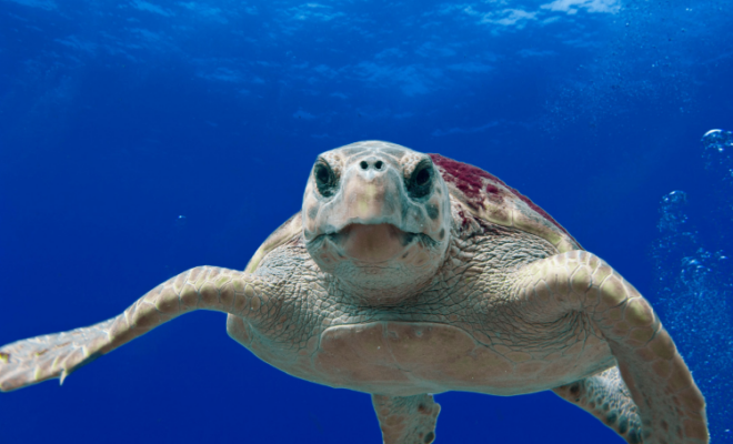 https://www.fisheries.noaa.gov/feature-story/sea-turtle-week-2022
