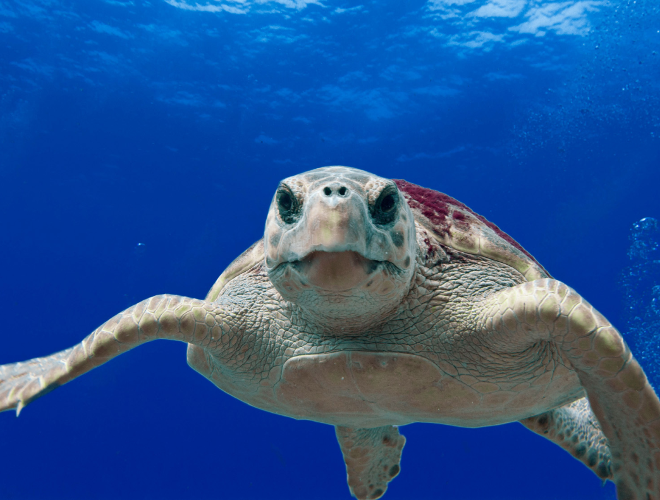 https://www.fisheries.noaa.gov/feature-story/sea-turtle-week-2022