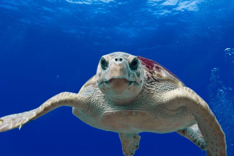 https://www.fisheries.noaa.gov/feature-story/sea-turtle-week-2022