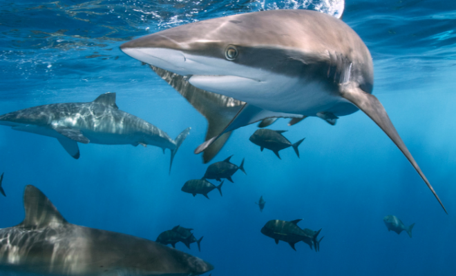 Sharks swimming. Image from Canva.com