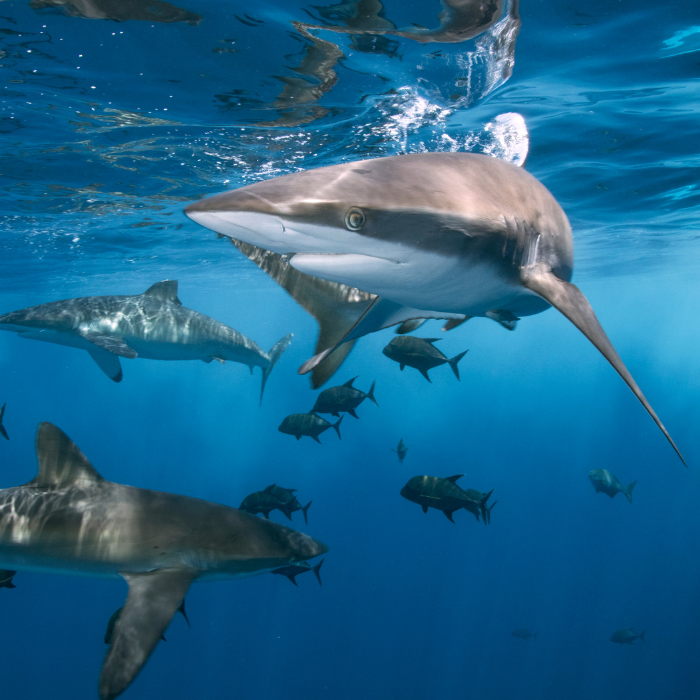 Sharks swimming. Image from Canva.com