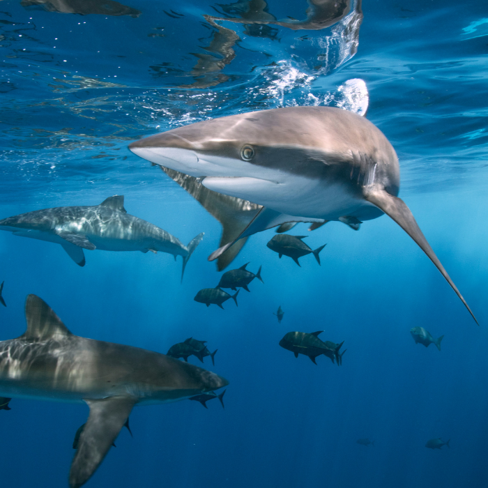 12 Shark Facts That May Surprise You