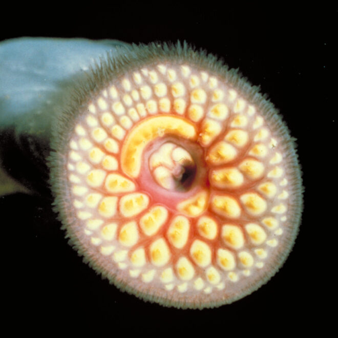 U.S. Fish and Wildlife Service, Public domain, via Wikimedia Commons