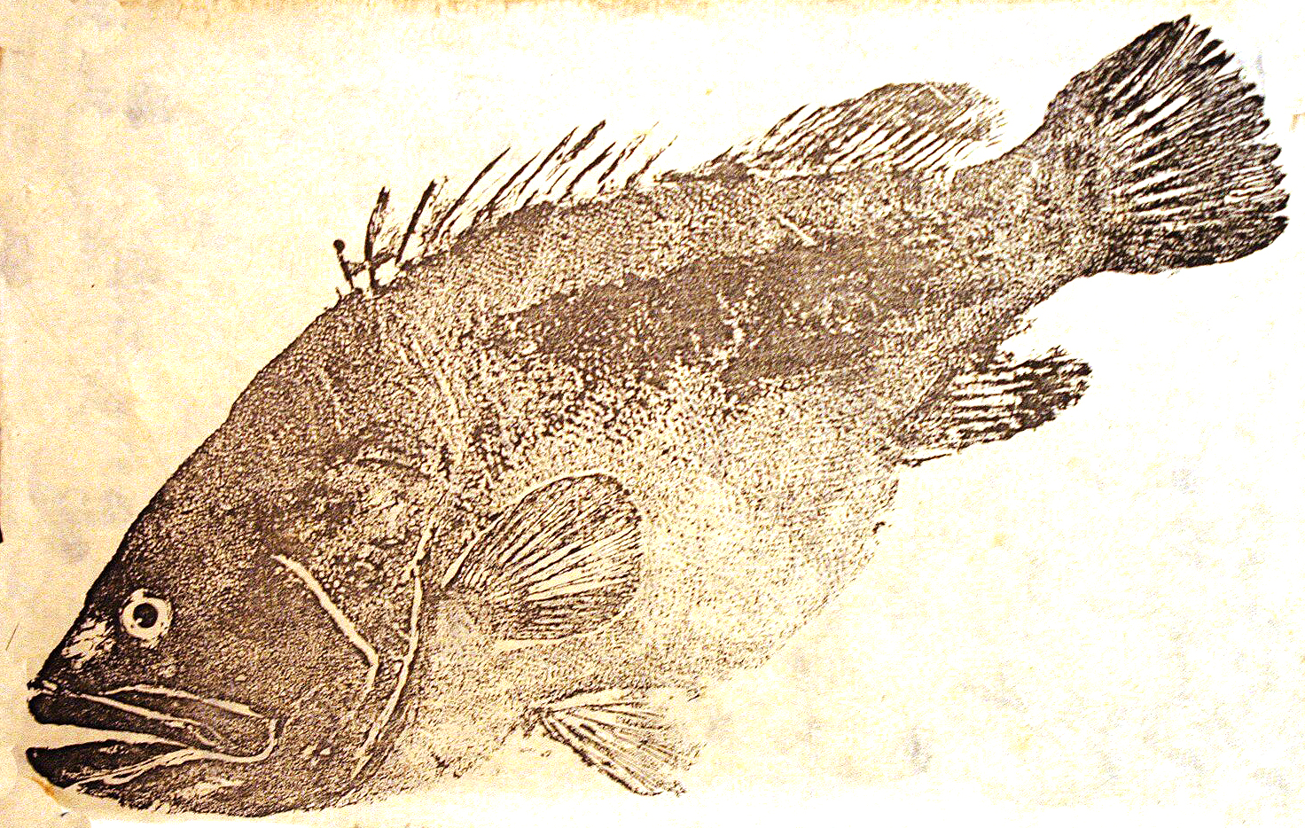 Record Your Catch Using Gyotaku