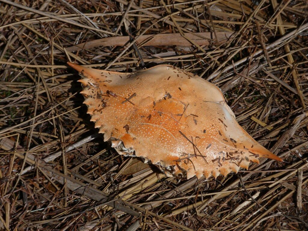 Rusty Clark from merritt usland FLA, CC BY 2.0 , via Wikimedia Commons