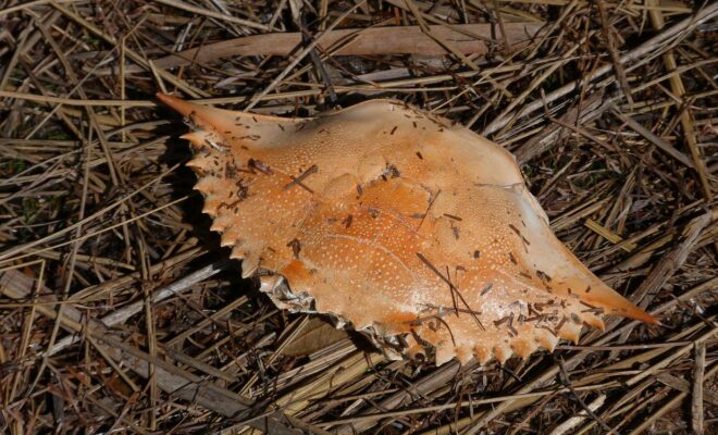 Rusty Clark from merritt usland FLA, CC BY 2.0 , via Wikimedia Commons