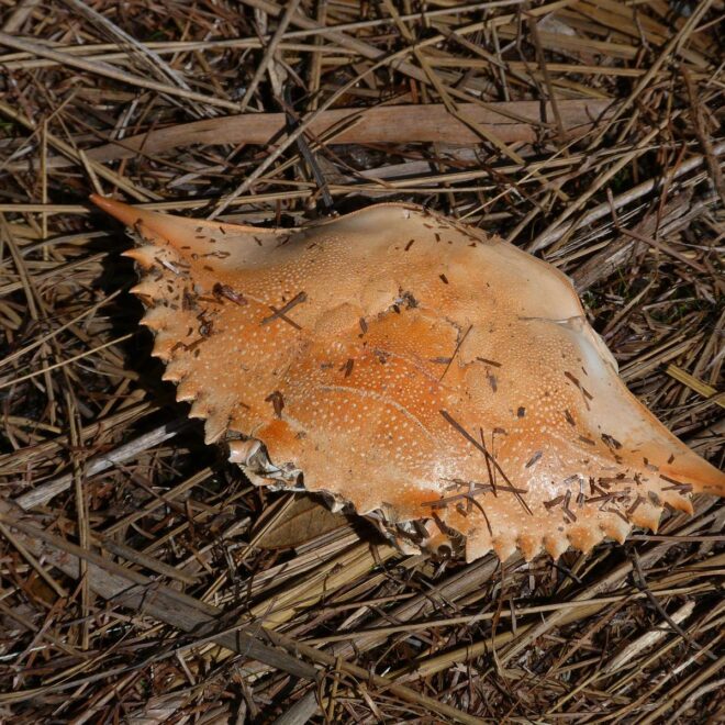 Rusty Clark from merritt usland FLA, CC BY 2.0 , via Wikimedia Commons