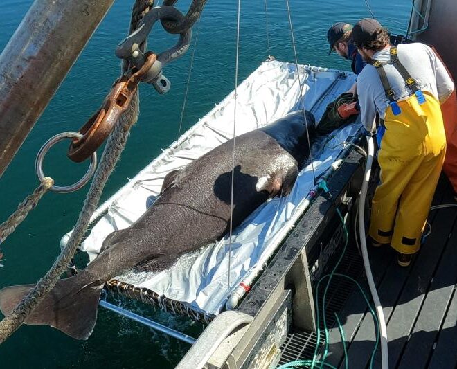 https://www.fisheries.noaa.gov/feature-story/learning-about-elusive-mysterious-alaska-sharks-through-partnerships-and-electronic
