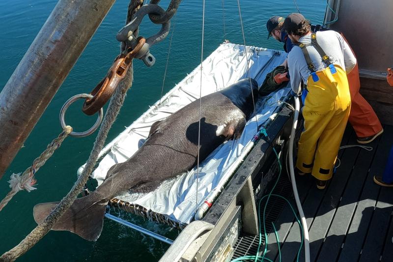 https://www.fisheries.noaa.gov/feature-story/learning-about-elusive-mysterious-alaska-sharks-through-partnerships-and-electronic