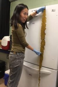 Biologist Yuan Liu holds up a sugar kelp blade used for sampling. Credit: NOAA Fisheries/Judy Li)