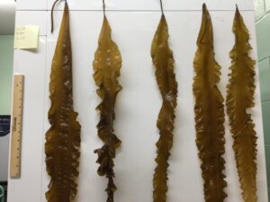 Sugar kelp (Saccharina latissima) blade samples collected from GreenWave’s farm in Groton, Connecticut. Credit: NOAA Fisheries/Judy Li