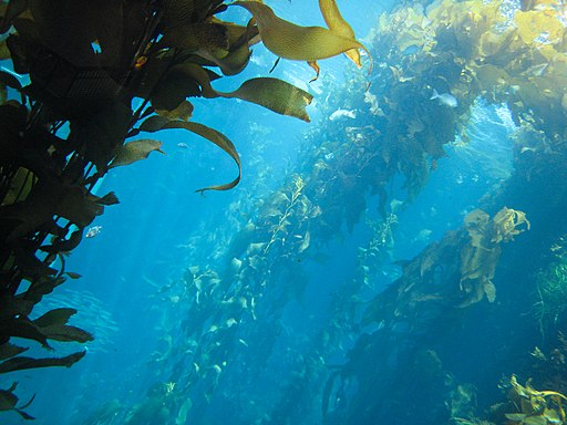 Kelp Tank, Sharon Mollerus, CC BY 2.0 , via Wikimedia Commons