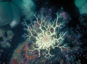 NOAA FIsheries, A basket star on the Alaska seafloor. Credit: NOAA Fisheries.