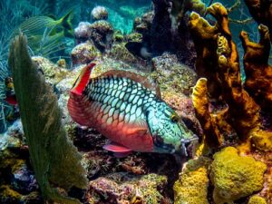 Parrot Fish, Corinne Fuchs, CC BY-SA 2.0 <https://creativecommons.org/licenses/by-sa/2.0>, via Wikimedia Commons