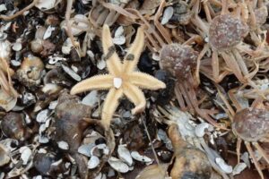 Seafloor Invertebrate, Snails, mussels, crabs, and sea stars are among the invertebrates that live on the arctic seafloor. Credit: NOAA Fisheries