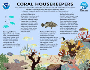 Coral Housekeepers, This infographic describes how fish affect coral reef ecosystems. Credit: Madison Gard, Hollings Scholar and Tauna Rankin, NOAA CRCP Fisheries Lead