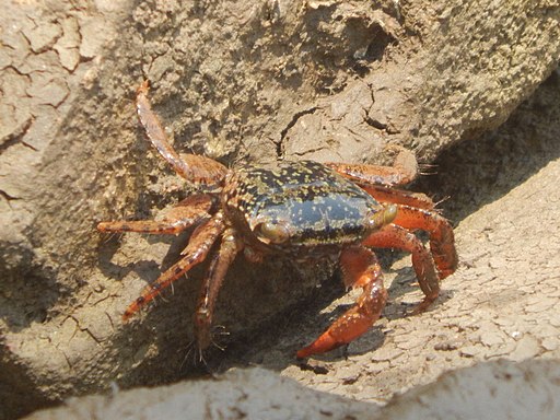 Neeresh Kumar, CC BY-SA 3.0 , crab via Wikimedia Commons