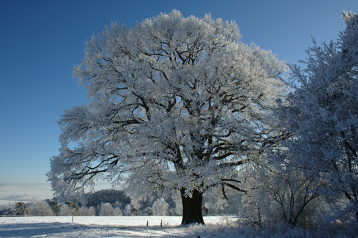 Winter UuMUfQ, CC BY-SA 3.0 , winter via Wikimedia Commons