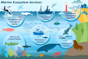 Marine Ecosystem Service, Ecosystem services are the many benefits that ecosystems provide to humans.