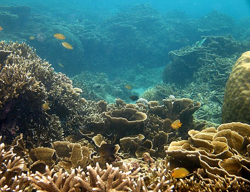 andre oortgijs, CC BY-SA 3.0 ,Beautiful_coral_reef_Batangas_Anilao_-_panoramio via Wikimedia Commons