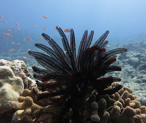 PoojaRathod, CC BY-SA 4.0 <https://creativecommons.org/licenses/by-sa/4.0>,Feather_star_coral_reef via Wikimedia Commons