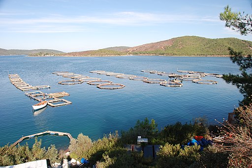 David Broad, CC BY 3.0 ,Fish_farming_in_Aegean_Turkey_-_panoramio via Wikimedia Commons