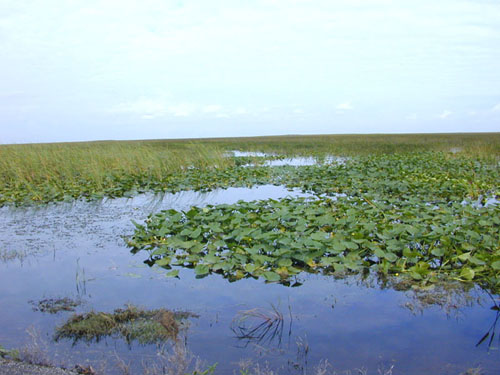 Freshwater via Wikimedia Commons, Florida_freshwater_marshes_usgov_image