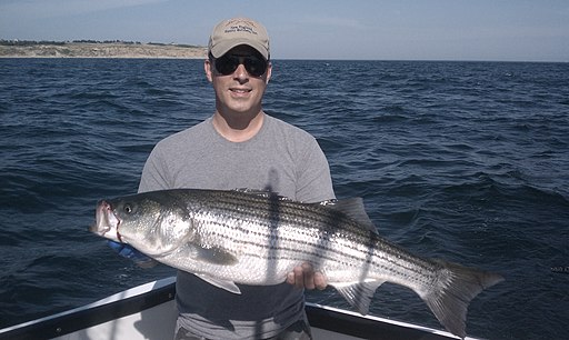 Charlesbuffone, CC BY-SA 3.0 <https://creativecommons.org/licenses/by-sa/3.0>, Great_Striper_Derby_New_England_Equity_Builders_Inc. via Wikimedia Commons