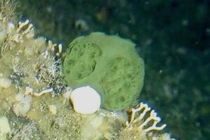 Green Sponge, Contributions to medical advances are an economically valuable marine ecosystem service. This green sponge species discovered in deep Alaska waters contains molecular compounds that show promise for treating pancreatic cancer. Credit:NOAA Fisheries/Bob Stone.