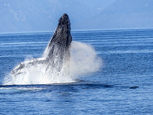 werner22brigitte, CC BY-SA 4.0 <https://creativecommons.org/licenses/by-sa/4.0>, Humpback_Whales_in_Perth via Wikimedia Commons