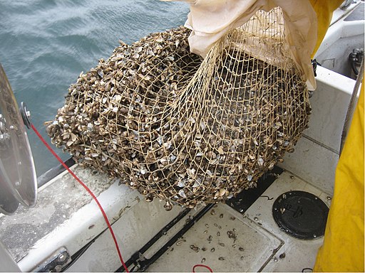 NOAA Great Lakes Environmental Research Laboratory, CC BY-SA 2.0 , Quagga_mussels_8741745802 via Wikimedia Commons