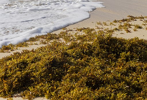 Jonathan Wilkins, CC BY-SA 3.0 <https://creativecommons.org/licenses/by-sa/3.0>, Sargasso_Seaweed_with_waves_and_sandy_beach_cropped via Wikimedia Commons