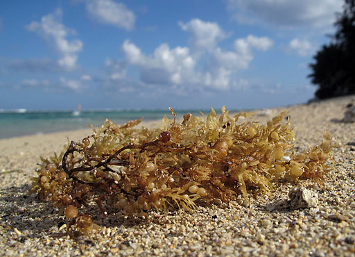 Philippe Bourjon, CC BY-SA 3.0 , Sargassum_sp._Sargasse via Wikimedia Commons