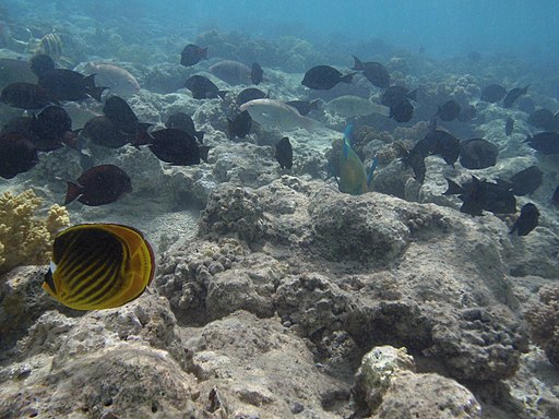 Mmelouk, CC BY-SA 4.0 Sharm_El_Sheikh_habitat_fish , via Wikimedia Commons