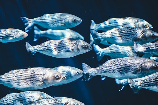 Annie Spratt, CC0,Striped_bass_at_the_Biodome via Wikimedia Commons