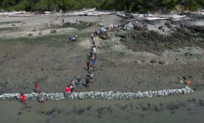 swin clam Building the first traditional clam garden on Swinomish land. Credit: NWIFC