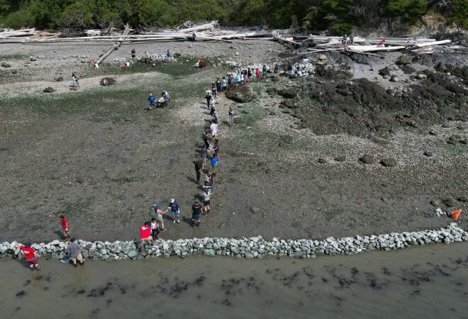 swin clam Building the first traditional clam garden on Swinomish land. Credit: NWIFC