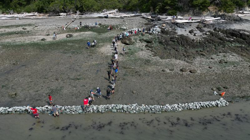 swin clam Building the first traditional clam garden on Swinomish land. Credit: NWIFC