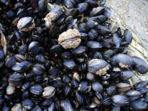 CornishMussels via Wiki commons