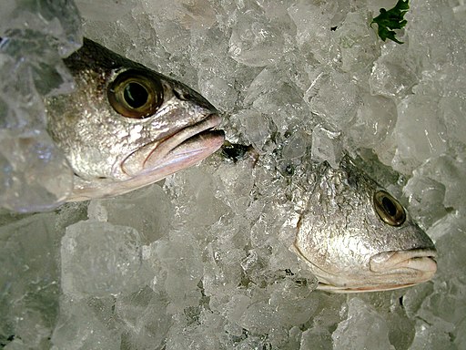 Lotus Head from Johannesburg, Gauteng, South Africa, CC BY-SA 3.0 <http://creativecommons.org/licenses/by-sa/3.0/>, Fish_Packed_in_Ice via Wikimedia Commons