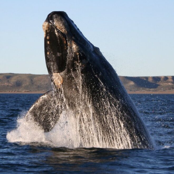 Southern right whale vis Wiki commons