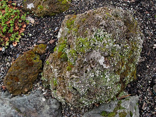 brewbooks from near Seattle, USA, CC BY-SA 2.0 , Flickr_-_brewbooks_-_Lichen_and_Plants_on_a_rock via Wikimedia Commons