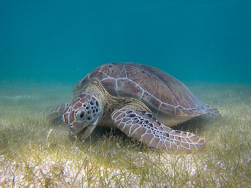 P.Lindgren, CC BY-SA 3.0 <https://creativecommons.org/licenses/by-sa/3.0>, Green_Sea_Turtle_grazing_seagrass via Wikimedia Commons