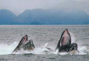 Humpback Whales "lunge-feeding" via Wikimedia Commons