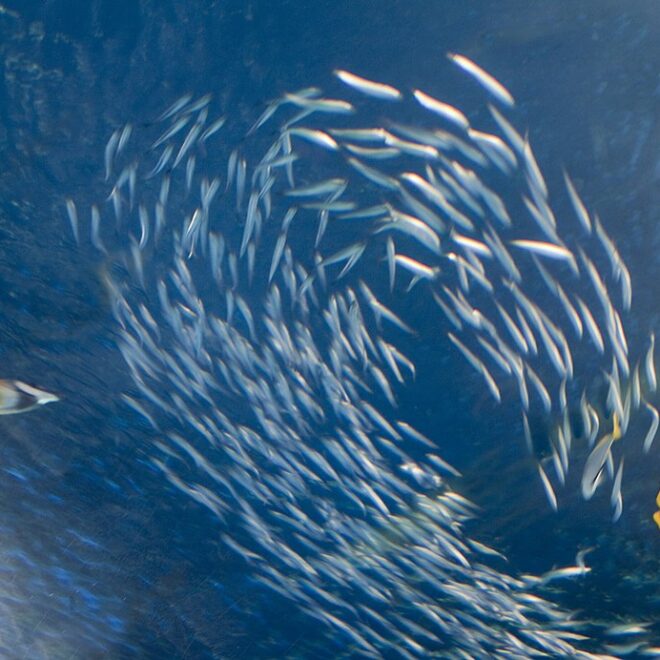 Lifefish via Wikimedia Commons