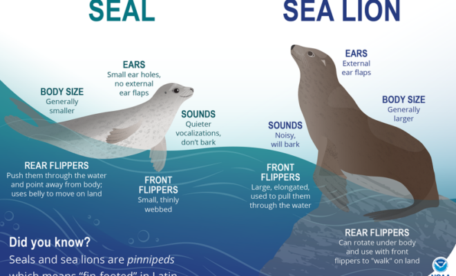 Seals SeaLions Infographic by NOAA