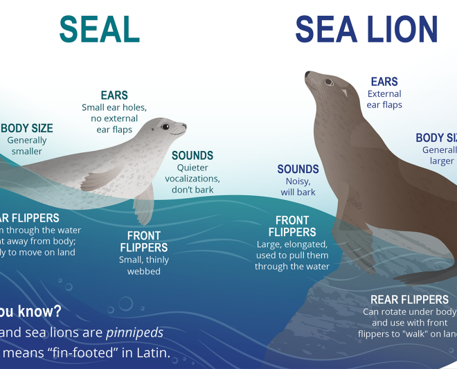 Seals SeaLions Infographic by NOAA