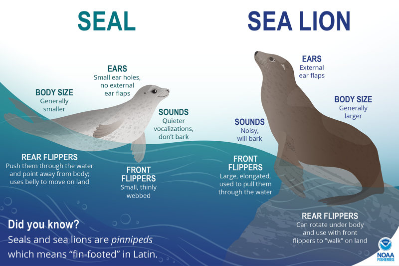 Seals SeaLions Infographic by NOAA