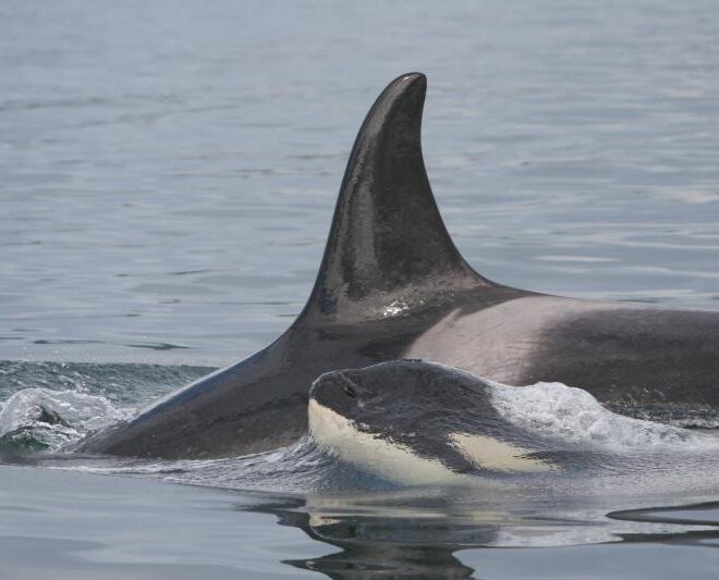 Whales by Fisheries.NOAA