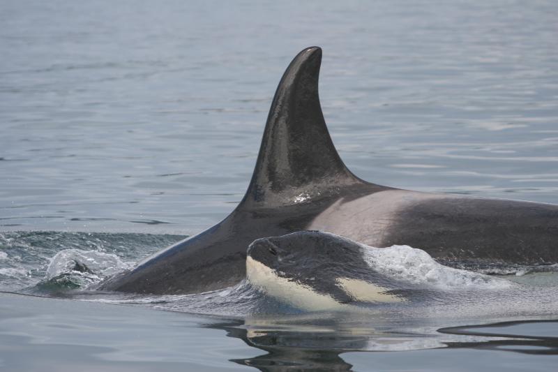 Whales by Fisheries.NOAA